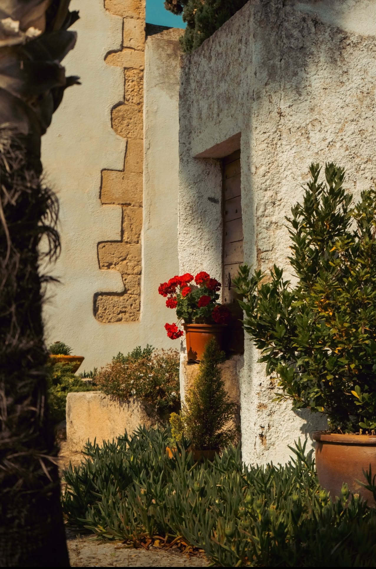 A whitewashed Penedès village house with red geraniums glowing in the golden evening light