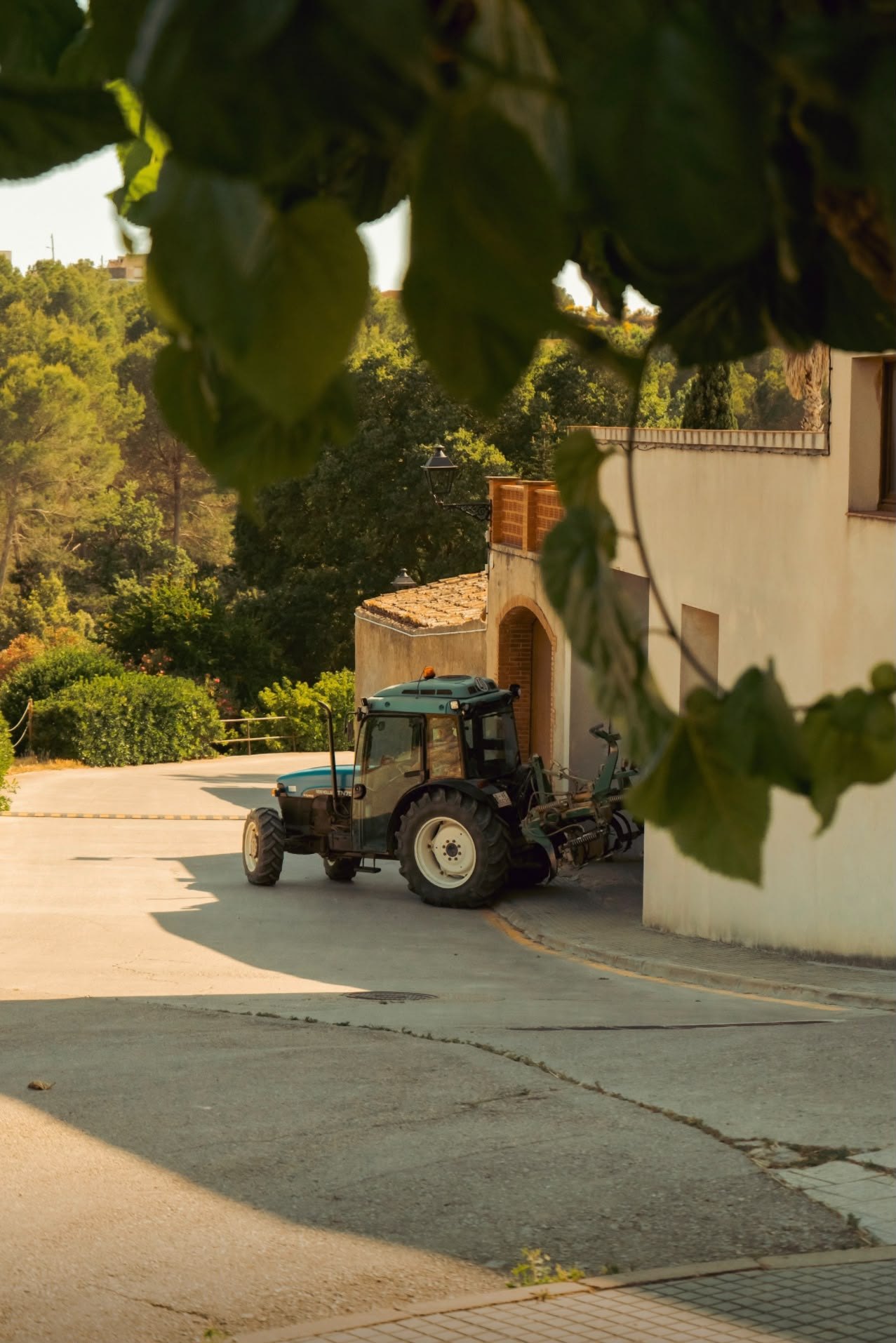 A quiet village lane under the trees in the golden evening light