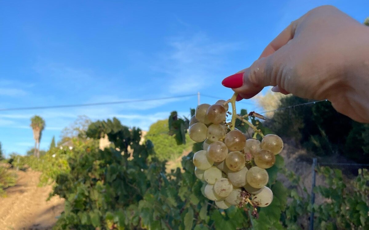 A bunch of grapes picked straight off the vine, held up against the blue sky over the Penedès rows