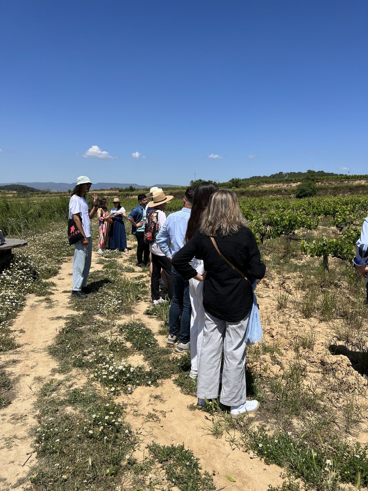 Walking out into the vineyard in the late afternoon